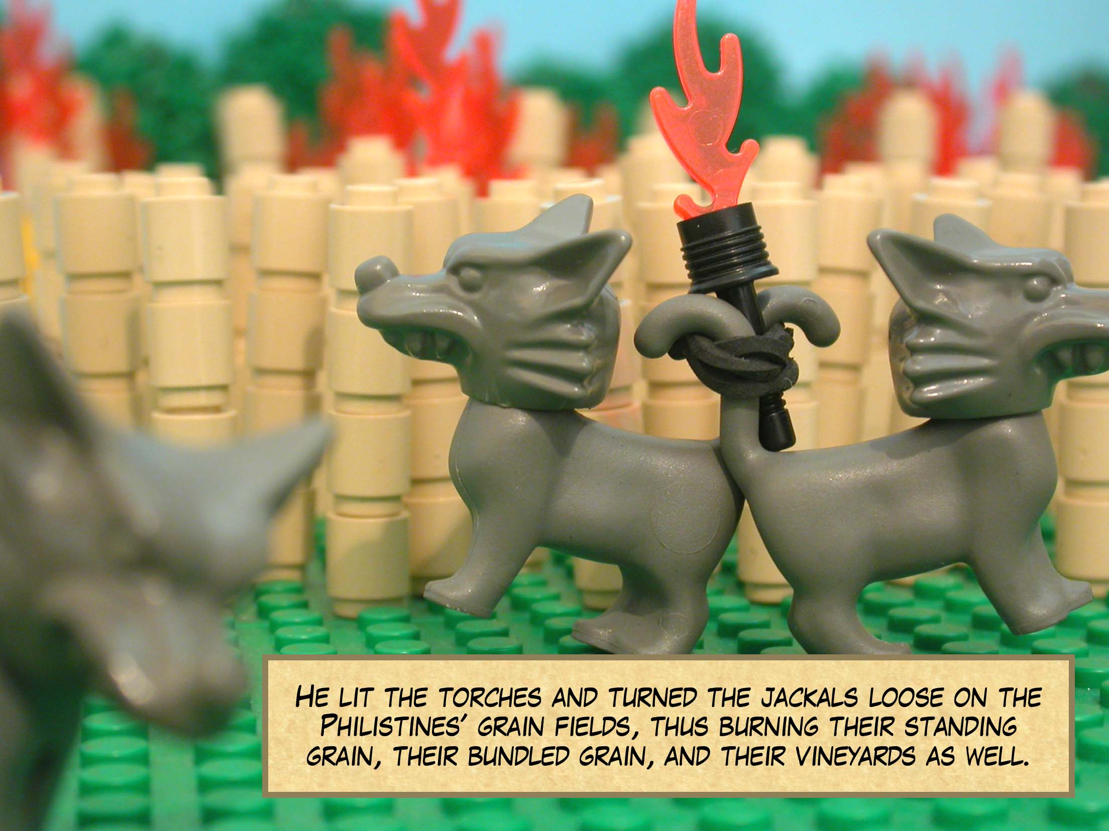 He lit the torches and turned the jackals loose on the Philistines' grain fields, thus burning their standing grain, their bundled grain, and their vineyards as well.